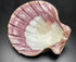 large scallop shell
